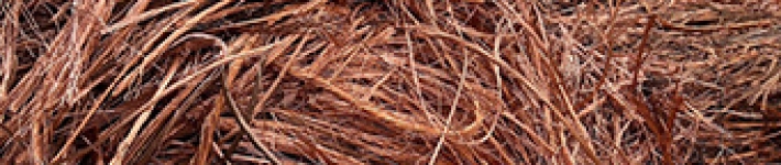 Đồng